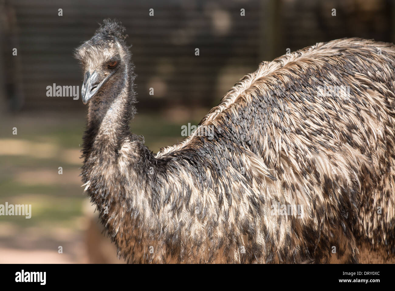 Emu (Dromaius novaehollandiae) is the largest bird native to Australia Stock Photo Alamy
