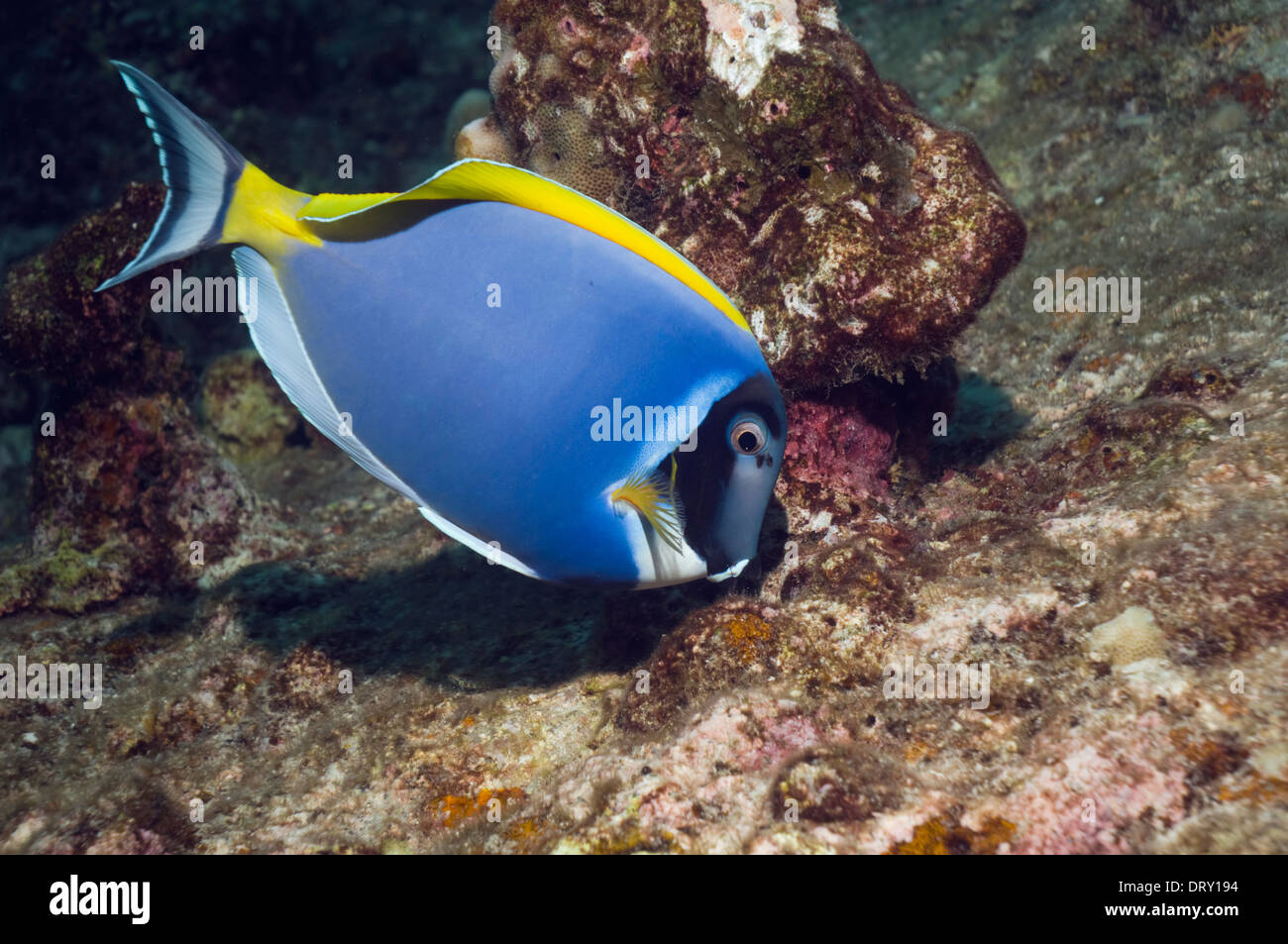 Powder-blue surgeonfish (Acanthurus leucosternon), feeding on algae on coral rock. Andaman Sea, Thailand. Stock Photo