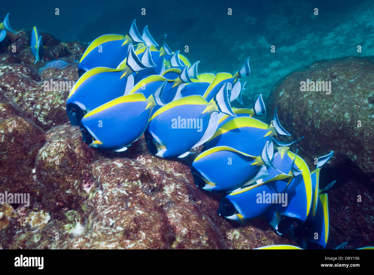 Powder-blue surgeonfish (Acanthurus leucosternon), large school feeding on algae on coral boulders. Andaman Sea, Thailand. Stock Photo