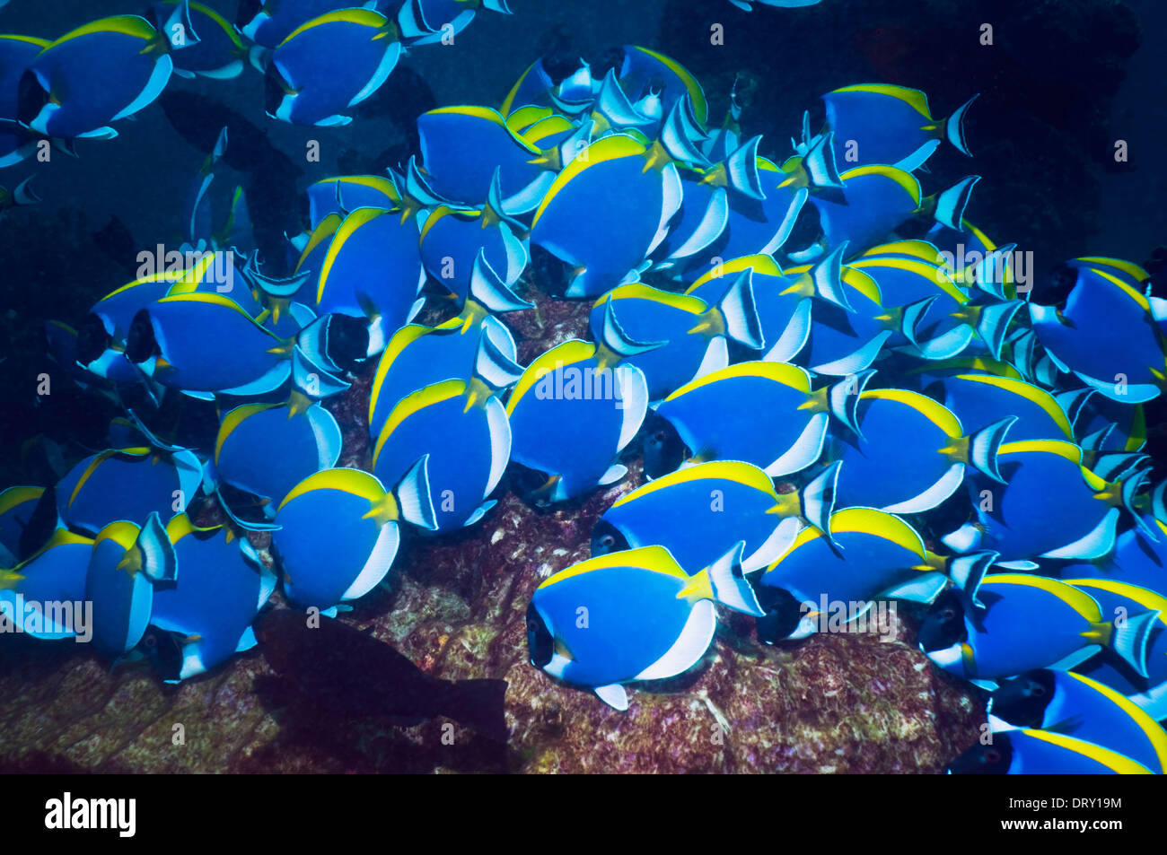 Powder-blue surgeonfish (Acanthurus leucosternon), large school feeding on algae on coral boulders. Andaman Sea, Thailand. Stock Photo