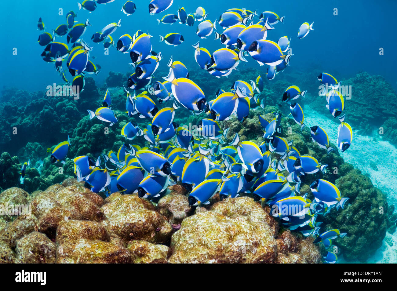 A large school of Powder-blue surgeonfish (Acanthurus leucosternon) feeding on algae covered coral rock. Andaman Sea, Thailand. Stock Photo