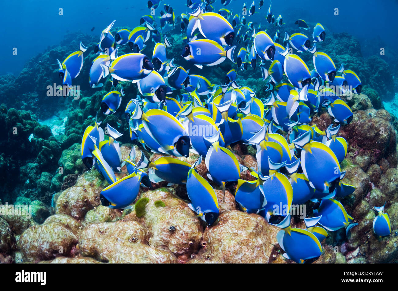 A large school of Powder-blue surgeonfish (Acanthurus leucosternon) feeding on algae covered coral rock. Andaman Sea, Thailand. Stock Photo