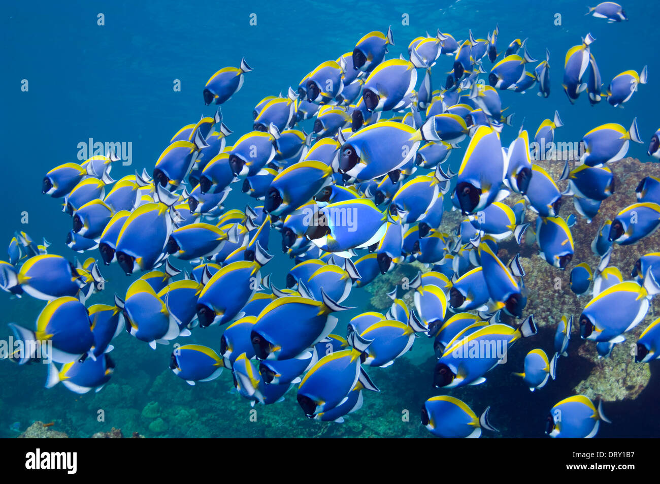 Powder blue tang fish hires stock photography and images Alamy