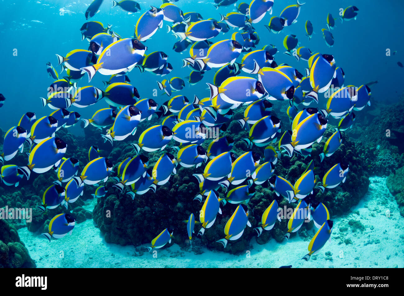 Large school of Powderblue surgeonfish (Acanthurus leucosternon) swimming over coral reef. Andaman Sea, Thailand. Stock Photo