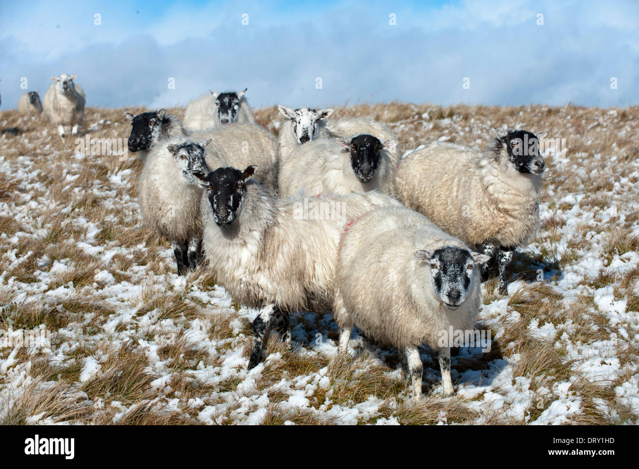 Mynydd Epynt, Powys, Wales, UK. 4th February 2014. Sheep wait to be fed. Snow fell on high land in Mid-Wales. Credit:  Graham M. Lawrence/Alamy Live News. Stock Photo
