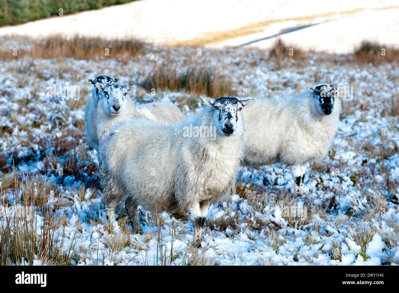 Mynydd Epynt, Powys, Wales, UK. 4th February 2014. Sheep wait to be fed. Snow fell on high land in Mid-Wales. Credit:  Graham M. Lawrence/Alamy Live News. Stock Photo