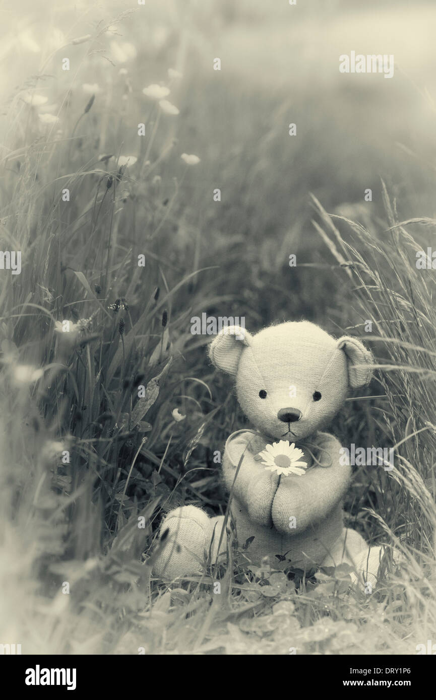 Teddy Bear holding an Oxeye Daisy in an English meadow. Monochrome / Split Tone Stock Photo