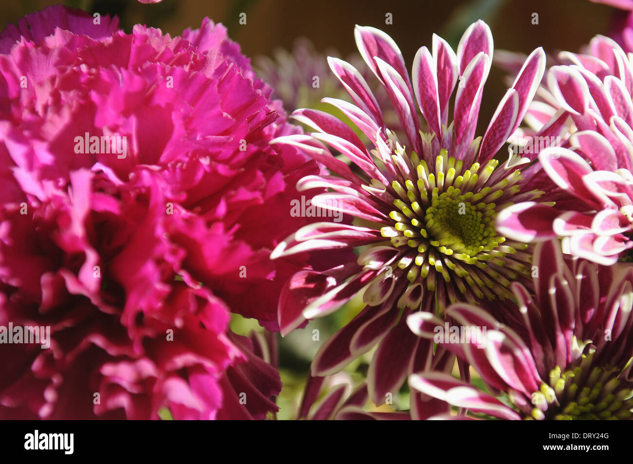Chrysanthemums plant hi-res stock photography and images - Alamy