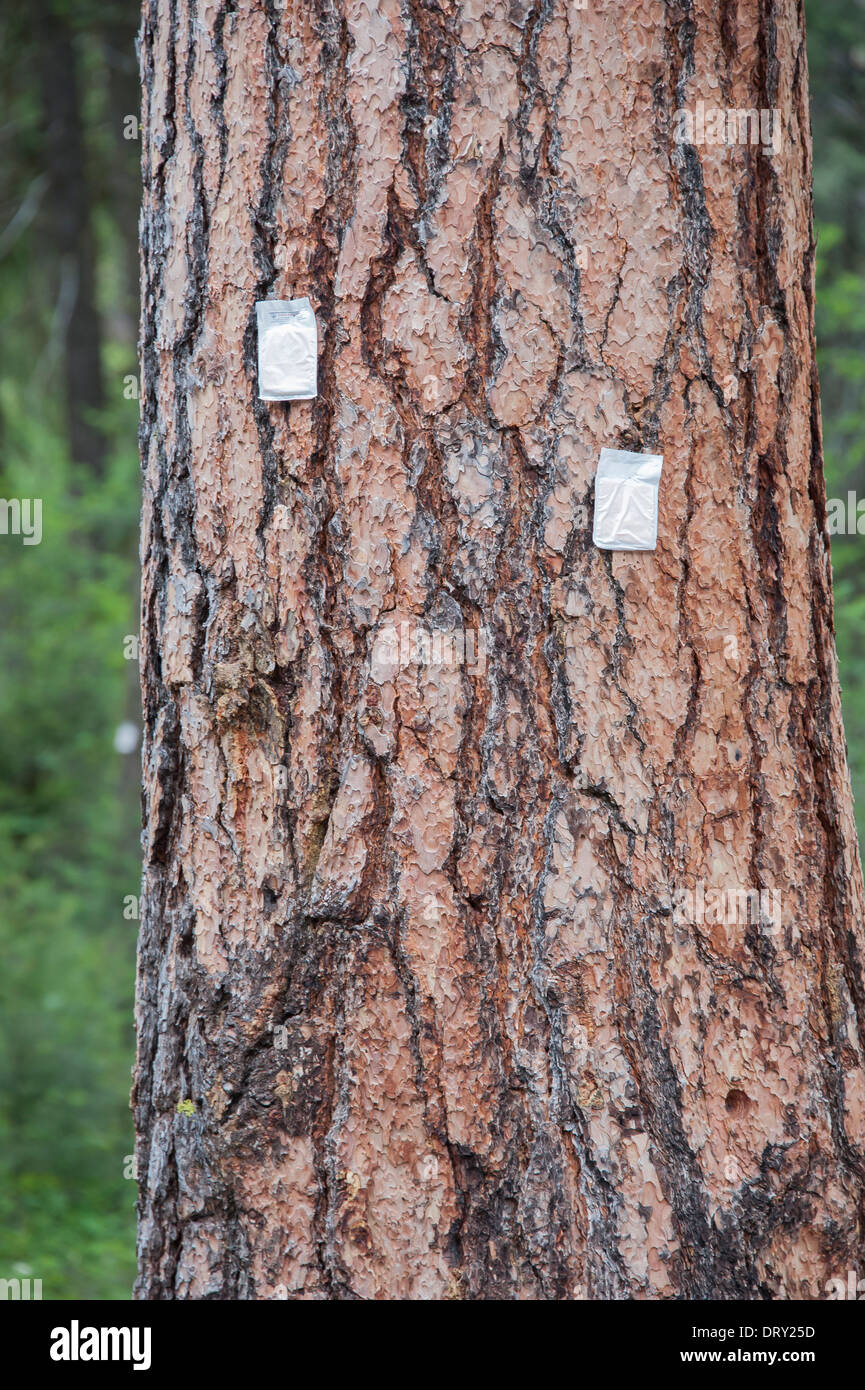Trees in Missoula, Montana have Pheromone packets attached to combat the spread of bark beetles. Stock Photo