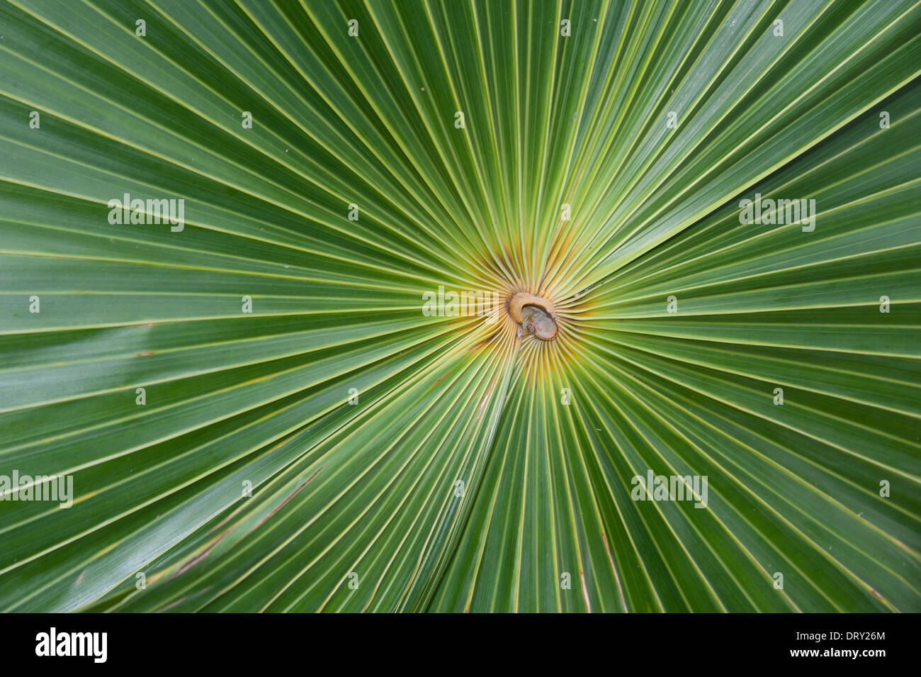 Center of Palm bush in Kauai, Hawaii. Stock Photo