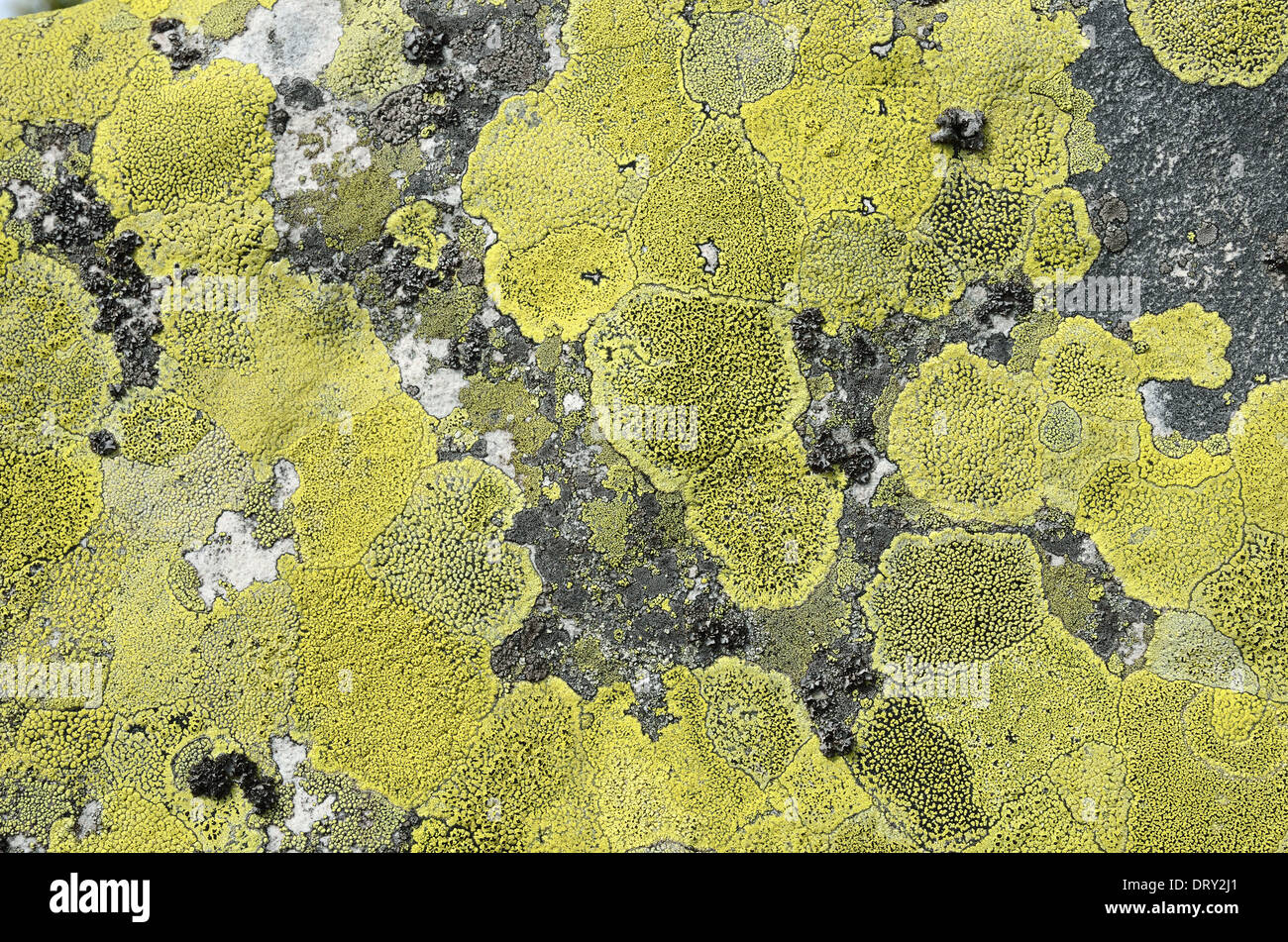 Surface stone with green lichen Stock Photo - Alamy