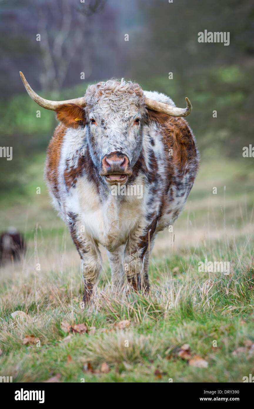 The English Longhorn A Rare Breed Of Cattle Stock Photo Alamy the-english-longhorn-a-rare-breed-of-cattle-stock-photo-alamy
