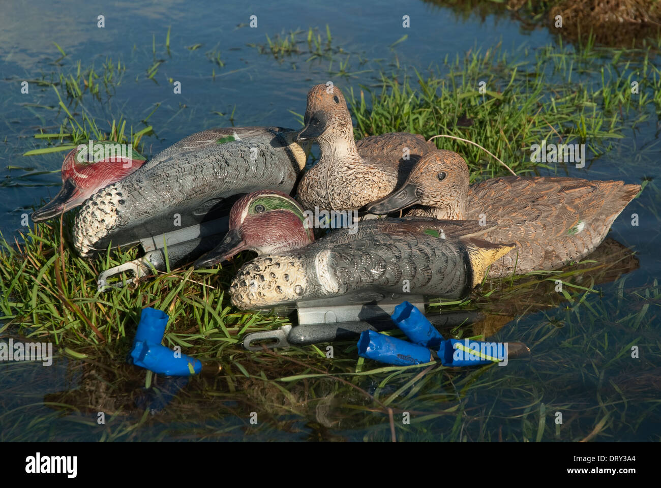 European Teal (Anas crecca) duck decoys used for wildfowling Stock