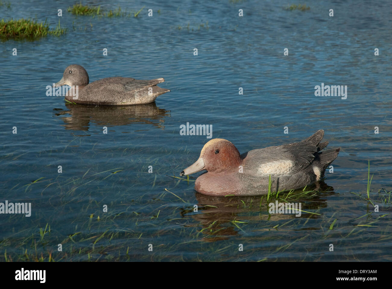 European Wigeon (Anas penelope) duck decoys used for wildfowling Stock