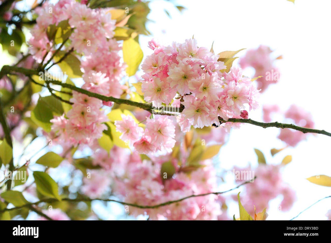 a taste of spring, prunus japanese cherry blossom, shirofugen Jane Ann