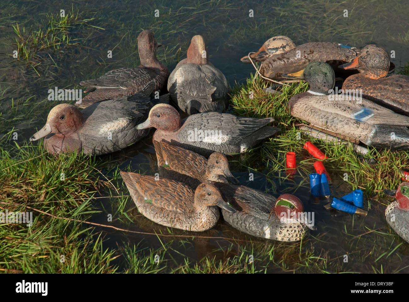 Various duck decoys used for wildfowling in Europe Stock Photo Alamy