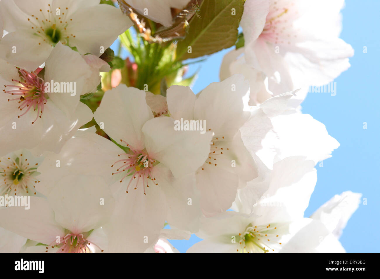 beautiful oriental cherry blossom  Jane Ann Butler Photography  JABP1130 Stock Photo
