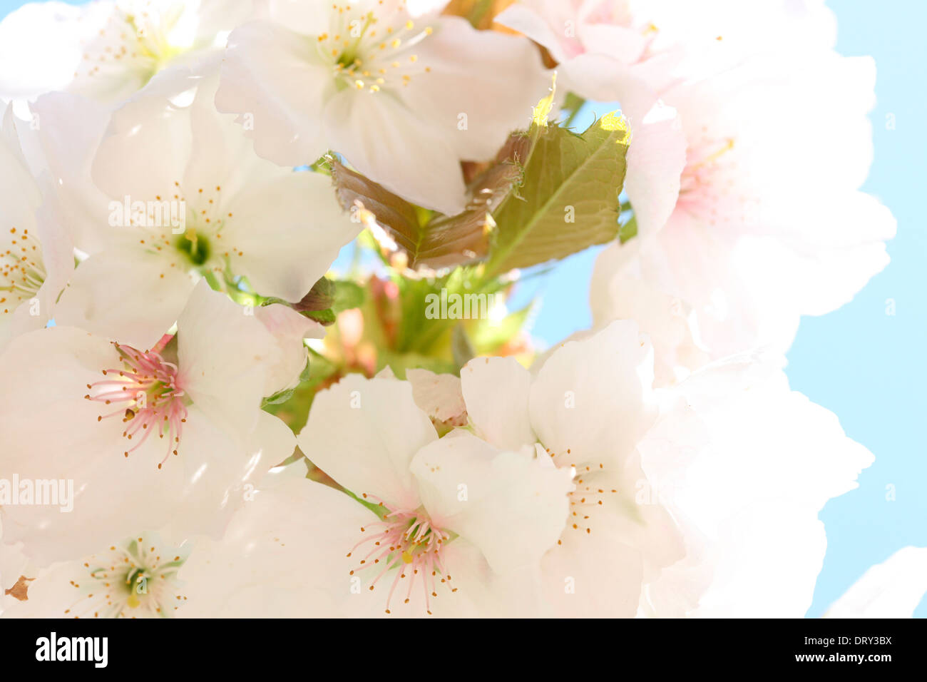 beautiful oriental cherry blossom  Jane Ann Butler Photography  JABP1129 Stock Photo