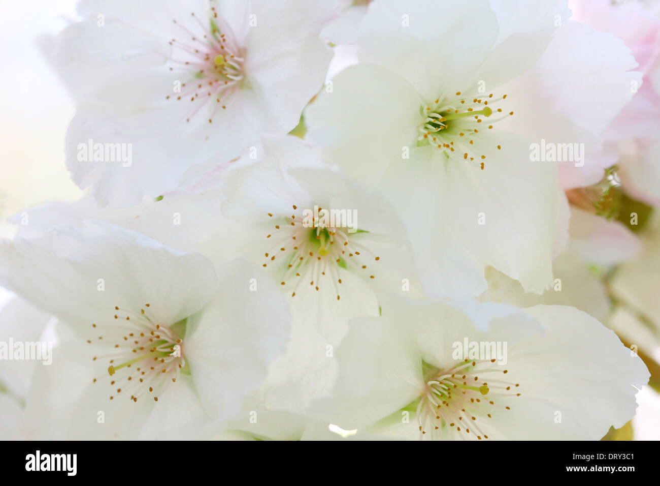 taste of spring, beautiful close up blossom clusters of the great white cherry, Tai Haku  Jane Ann Butler Photography  JABP1126 Stock Photo