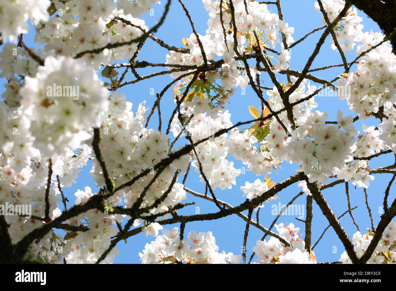 a taste of spring, beautiful clusters of blossom from the great white cherry, Tai Haku Jane Ann Butler Photography  JABP1124 Stock Photo