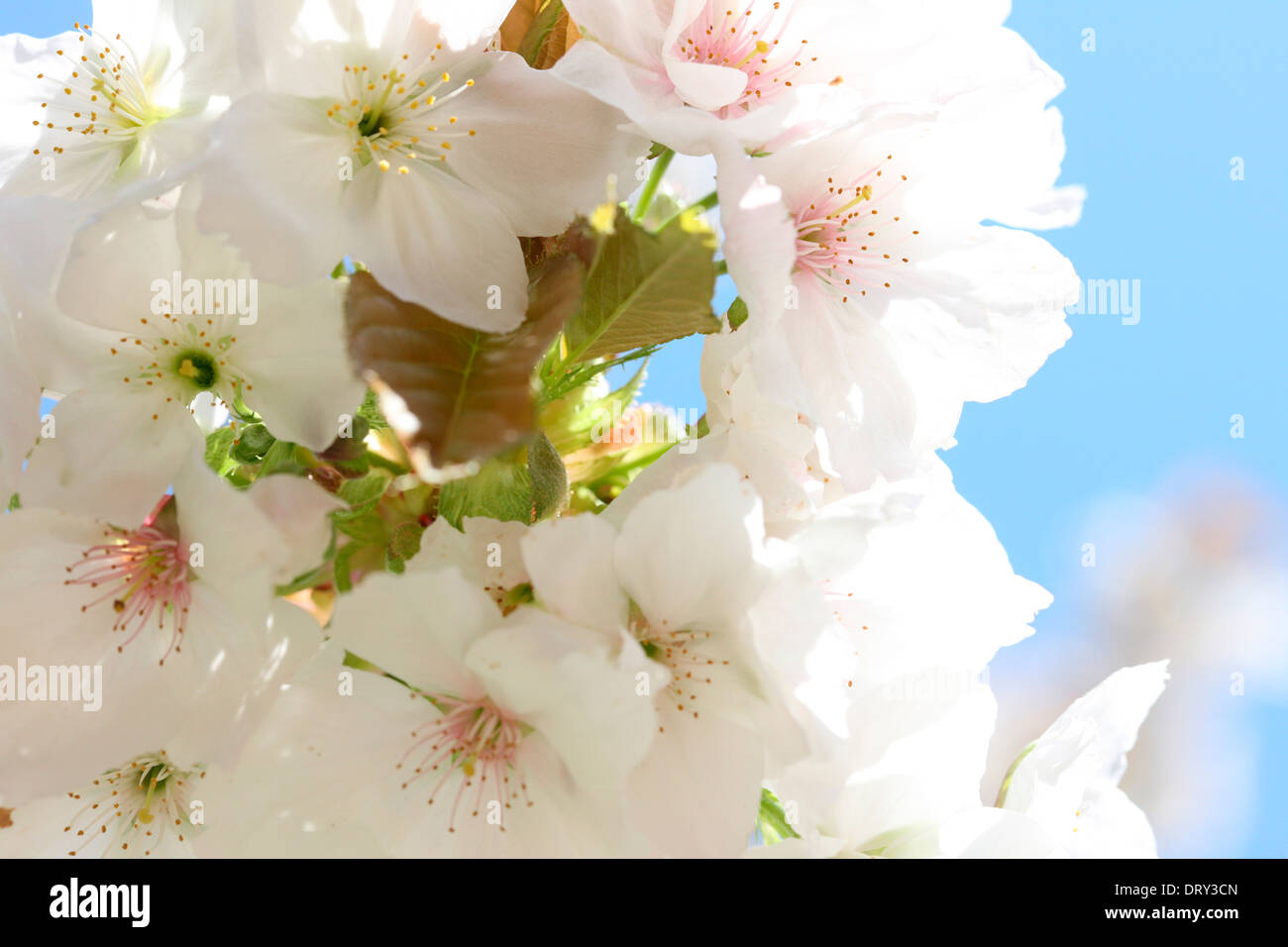 beautiful oriental cherry blossom  Jane Ann Butler Photography  JABP1127 Stock Photo