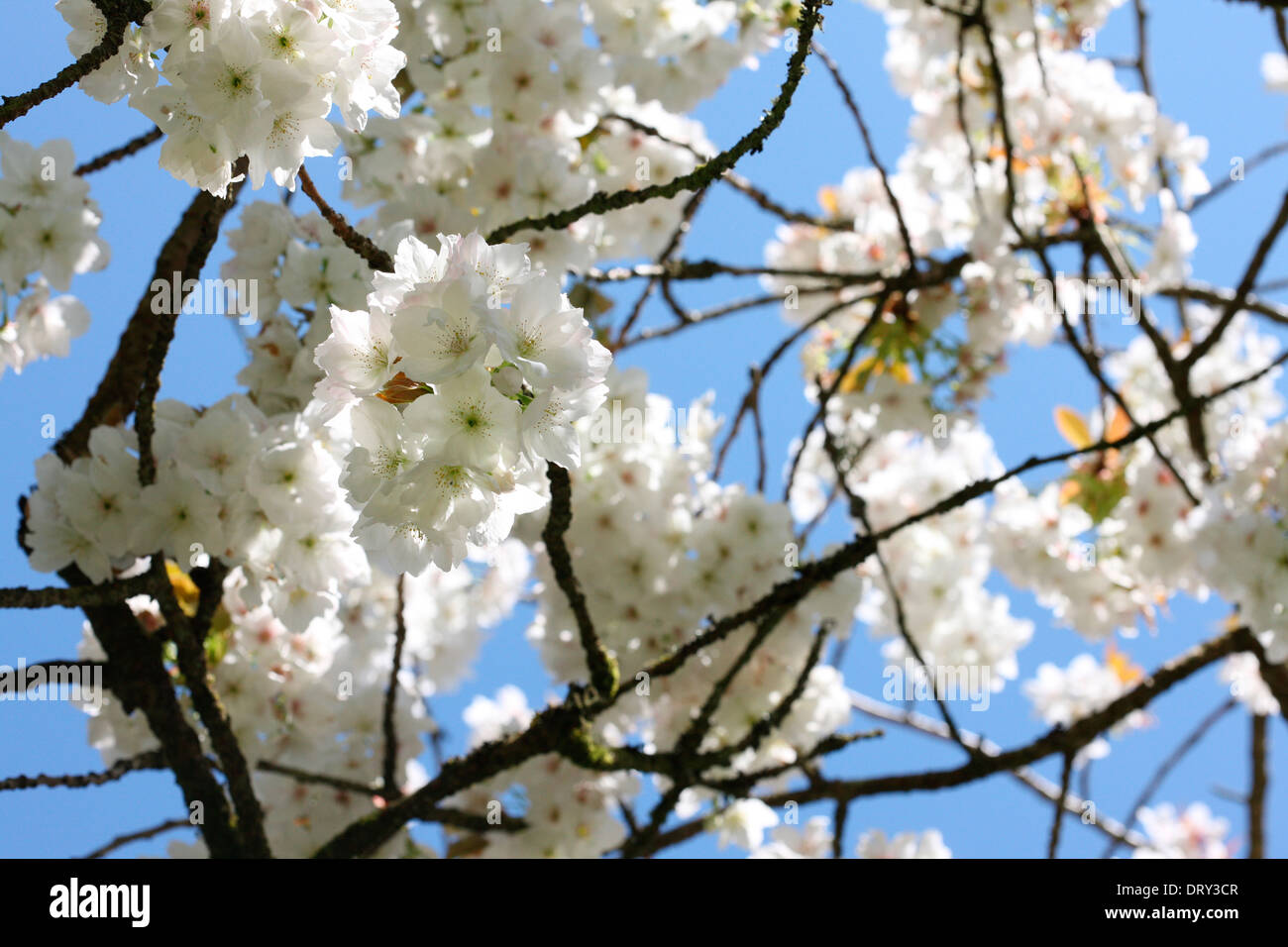 a taste of spring, beautiful blossom clusters of the great white cherry, Tai Haku  Jane Ann Butler Photography  JABP1125 Stock Photo