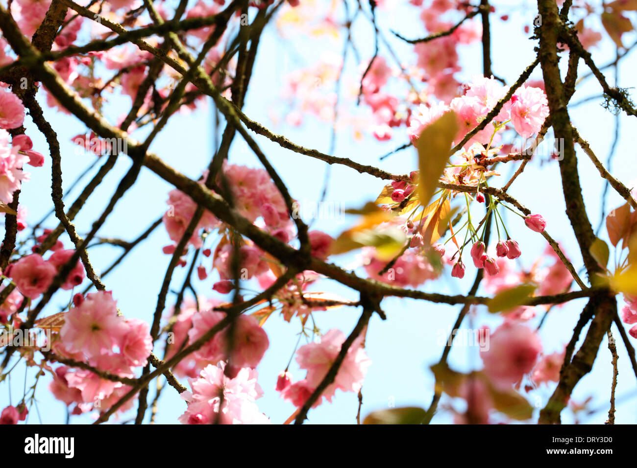 a taste of spring, prunus cherry blossom and buds Jane Ann Butler
