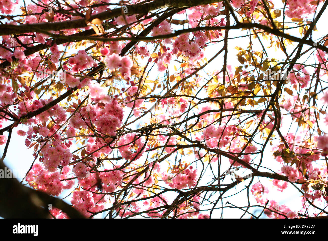 a taste of spring, prunus shirofugen cherry blossom canopy Jane Ann