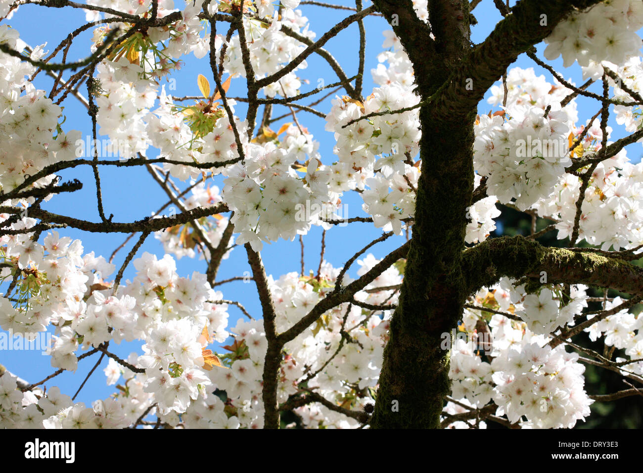 a taste of spring, beautiful clusters of blossom from the great white cherry, Tai Haku Jane Ann Butler Photography  JABP1123 Stock Photo