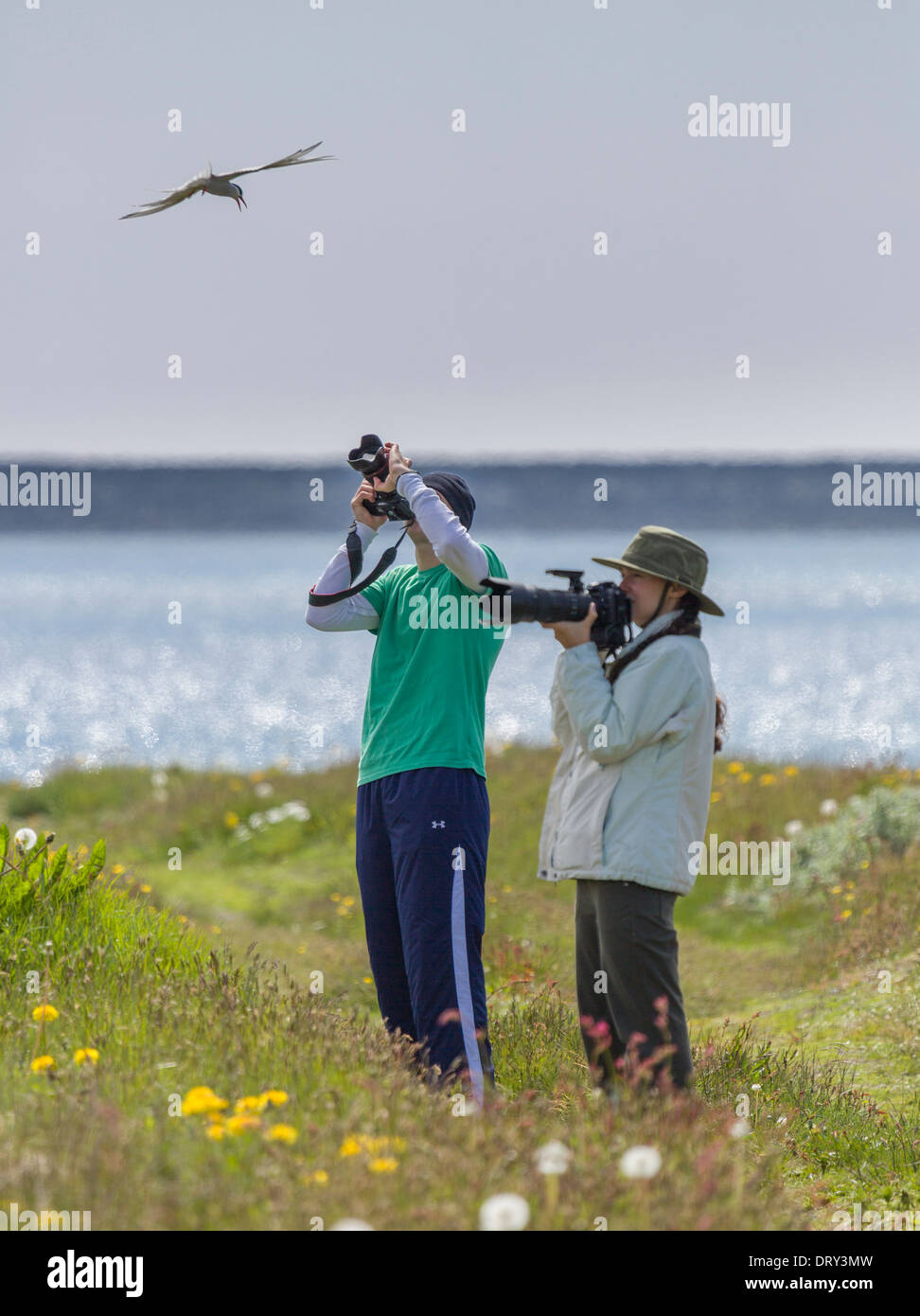 Photographing arctic terns, Iceland Stock Photo