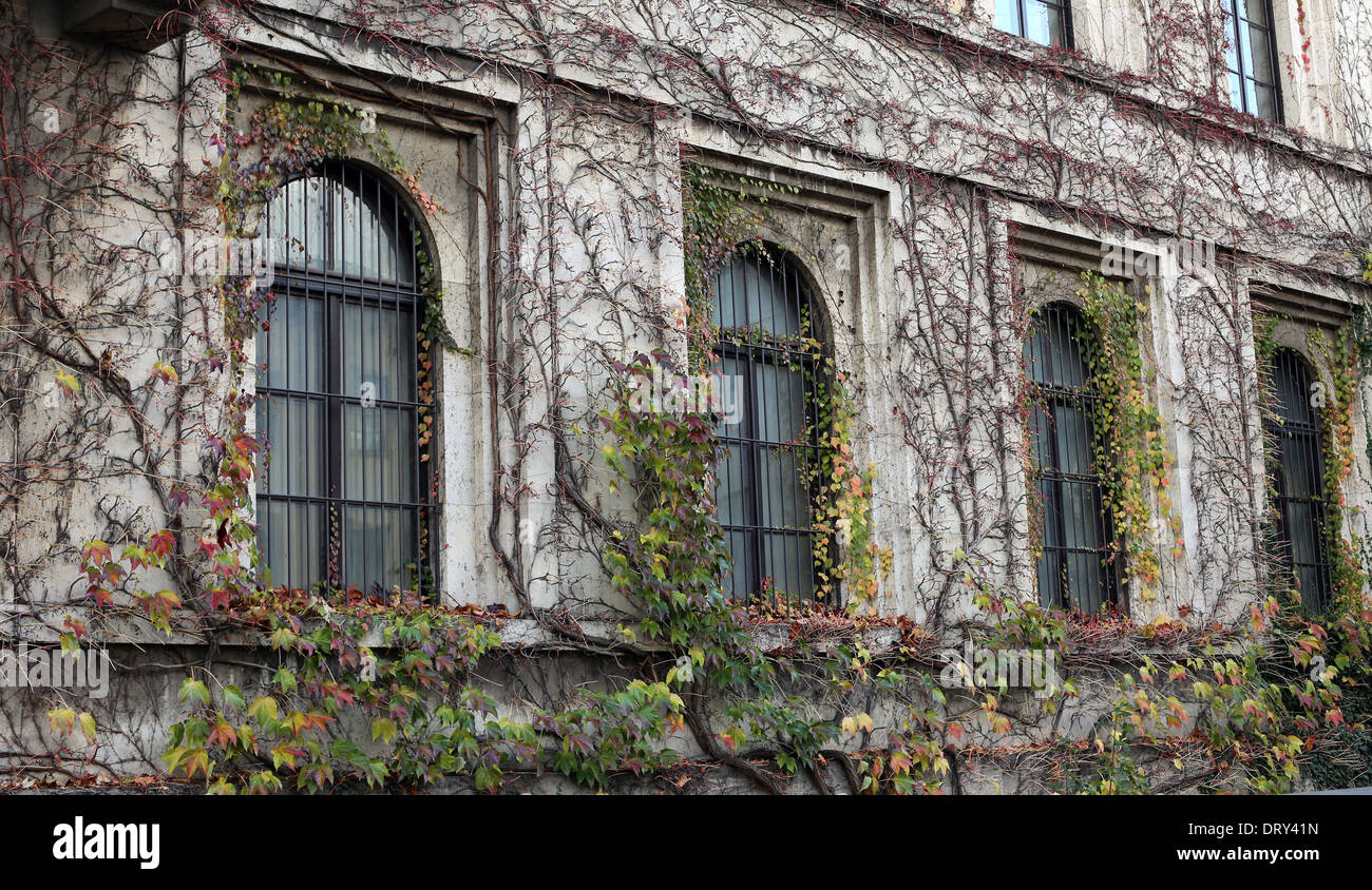 Windows twined by plants Stock Photo