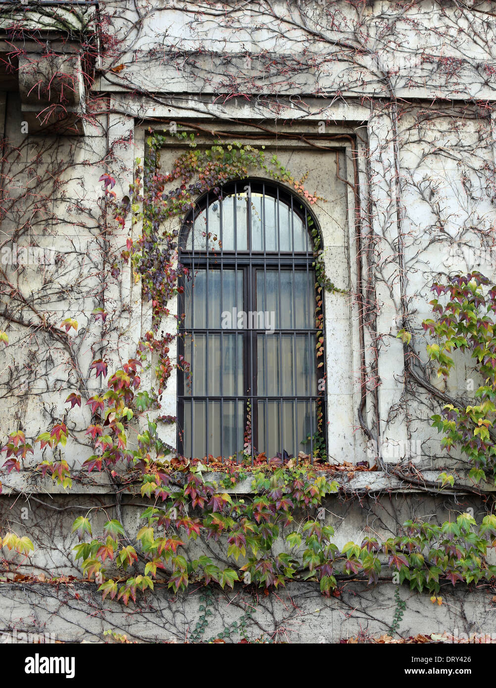 Windows twined by plants Stock Photo Alamy