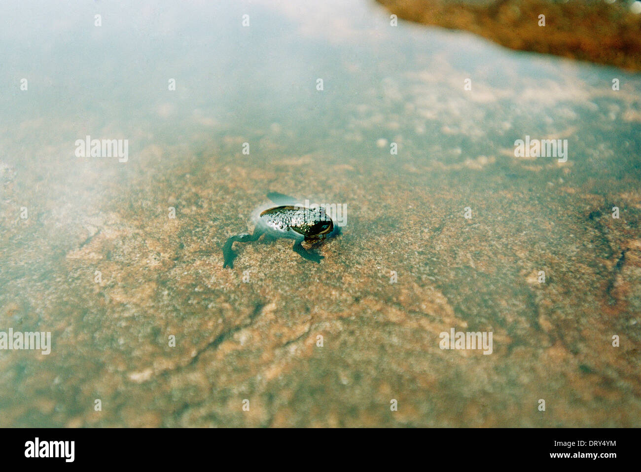 A small frog in Canaima National Park,Gran Sabana,Venezuela. This place inspired Conan Doyle's novel, 'The Lost World.' Stock Photo