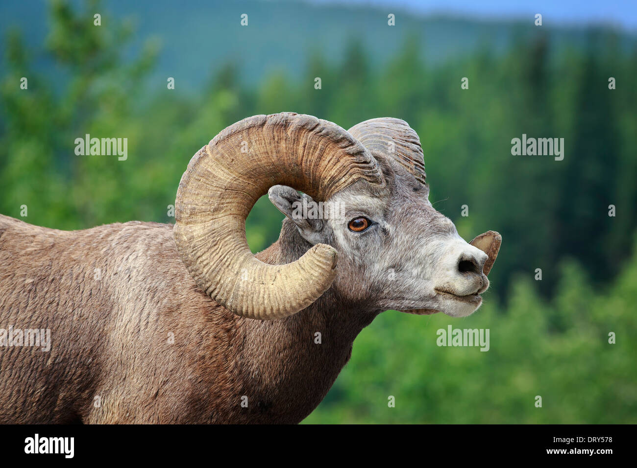 Bighorn sheep ram (Ovis canadensis), Banff National Park, Alberta, Canada Stock Photo