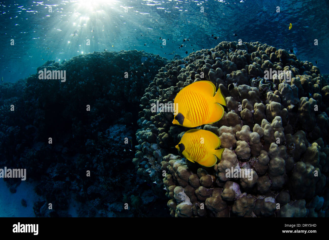 Two Blue-Cheeked Butterflyfish swimming in front of hard coral in the