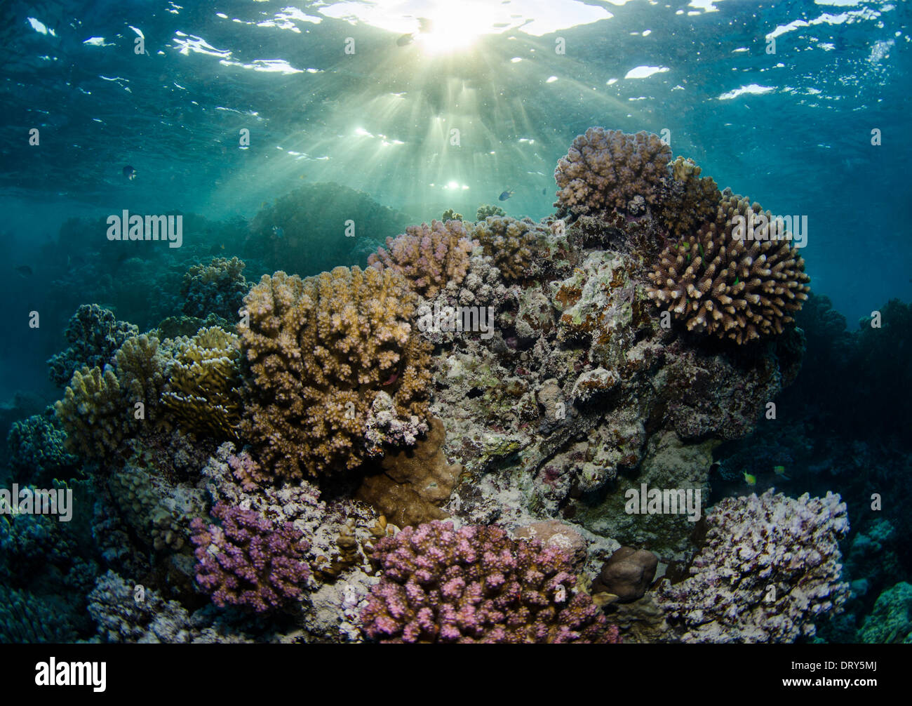 Scenic coral in the Red Sea with sun beams. Stock Photo