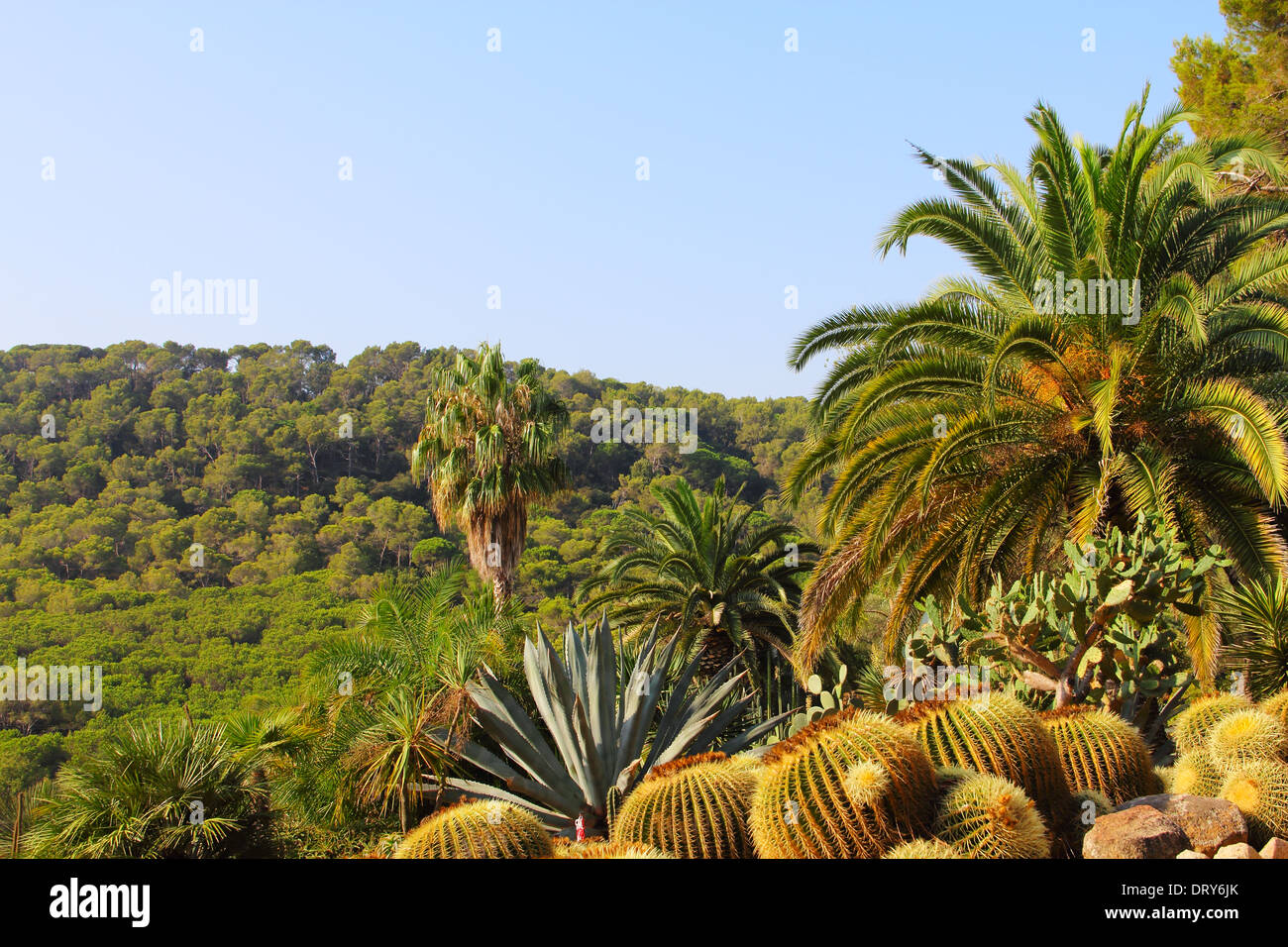 Landscape with cactus in Tenerife, Canary Islands, Spain Stock Photo
