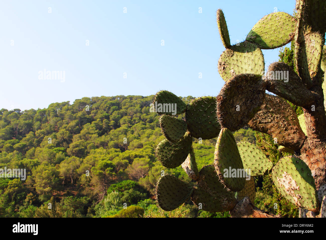Landscape with cactus in Tenerife, Canary Islands, Spain Stock Photo