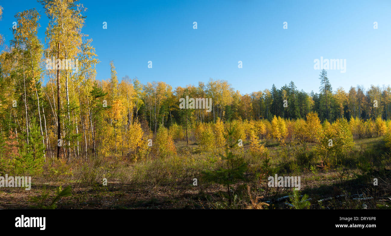 Mixed boreal forest hi-res stock photography and images - Alamy