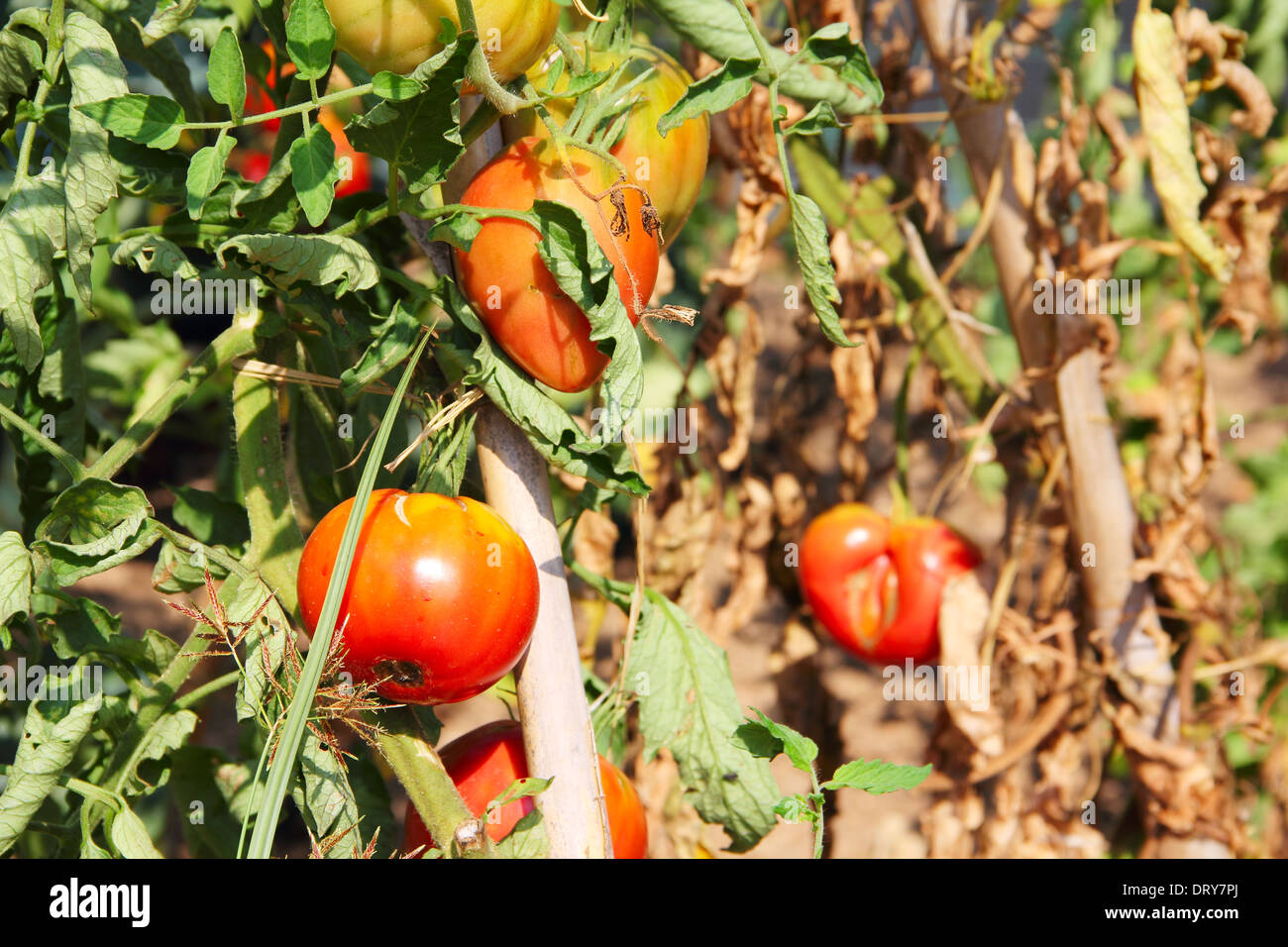 Tomato plant branch in foreground hi-res stock photography and images ...