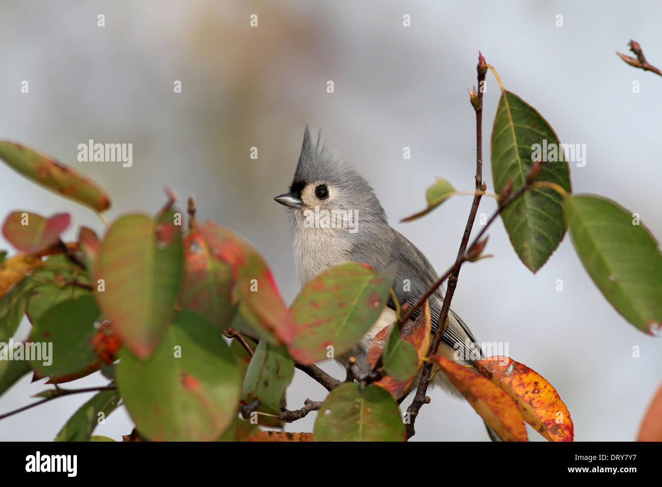Tufted Titmouse in Serviceberry Stock Photo