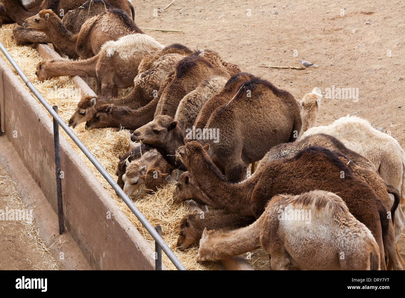 Camels at Oasis Park Fuerteventura, Canary Islands, Spain Stock Photo ...