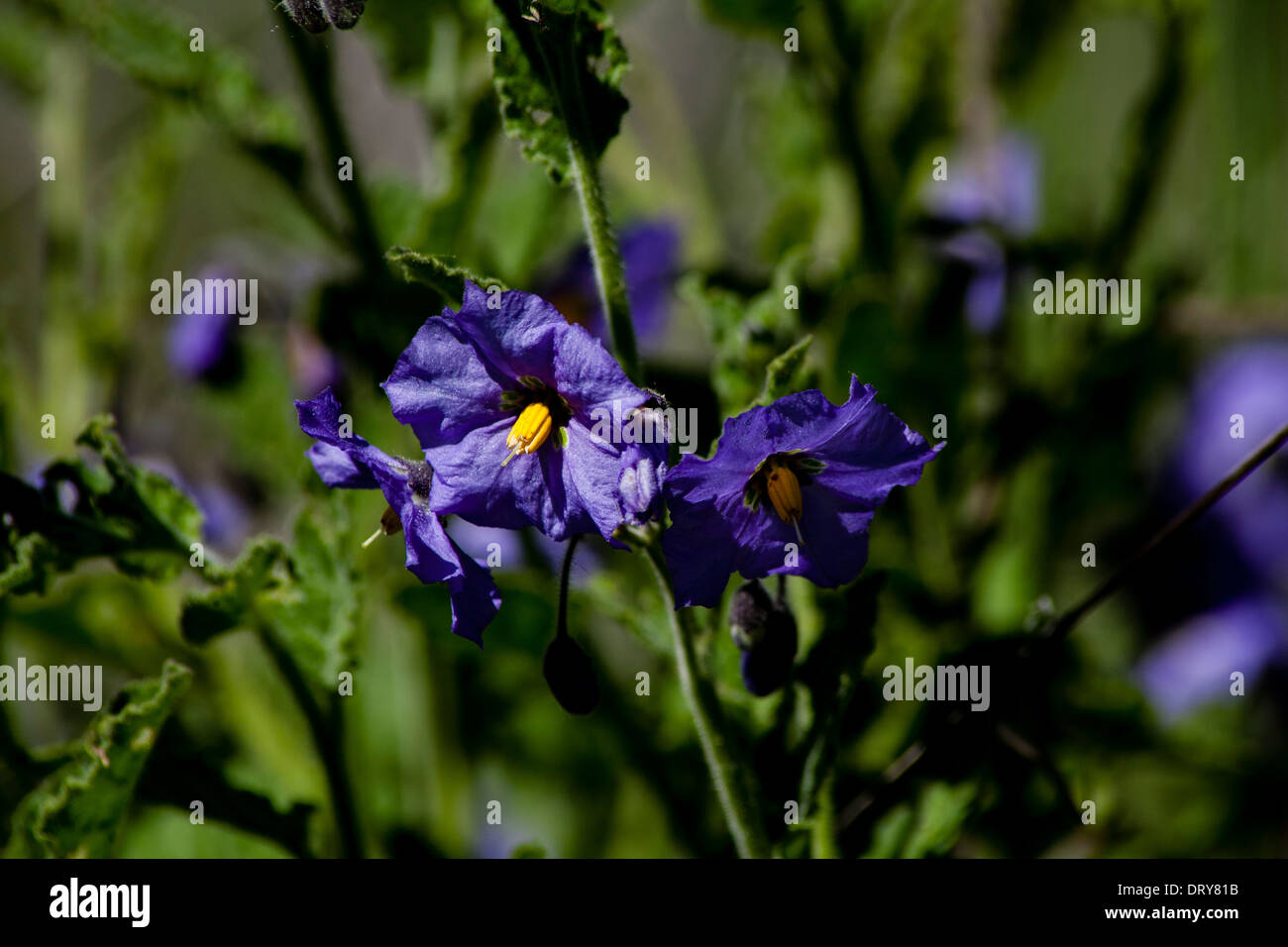 Chaparral Nightshade Stock Photo