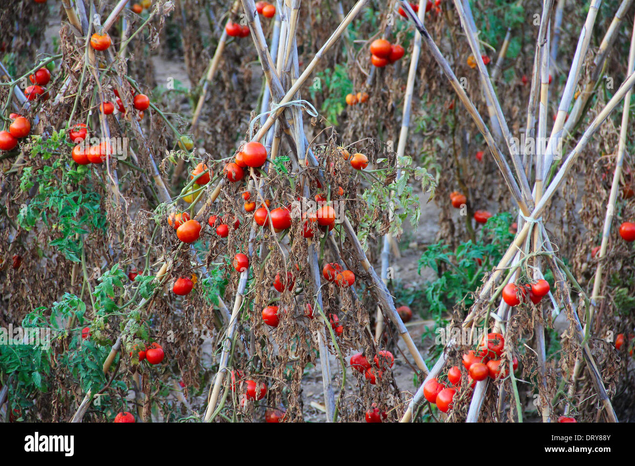Tomato plant branch in foreground hi-res stock photography and images ...