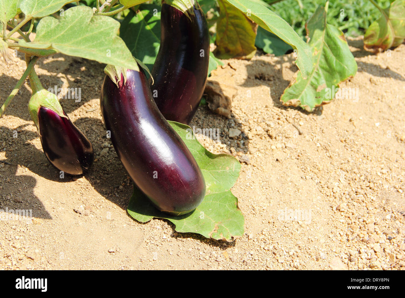 баклажан для открытого грунта. баклажан f1 жизель. баклажан f1 щелкунчик. баклажан сорта балагур. баклажан лейре f1.