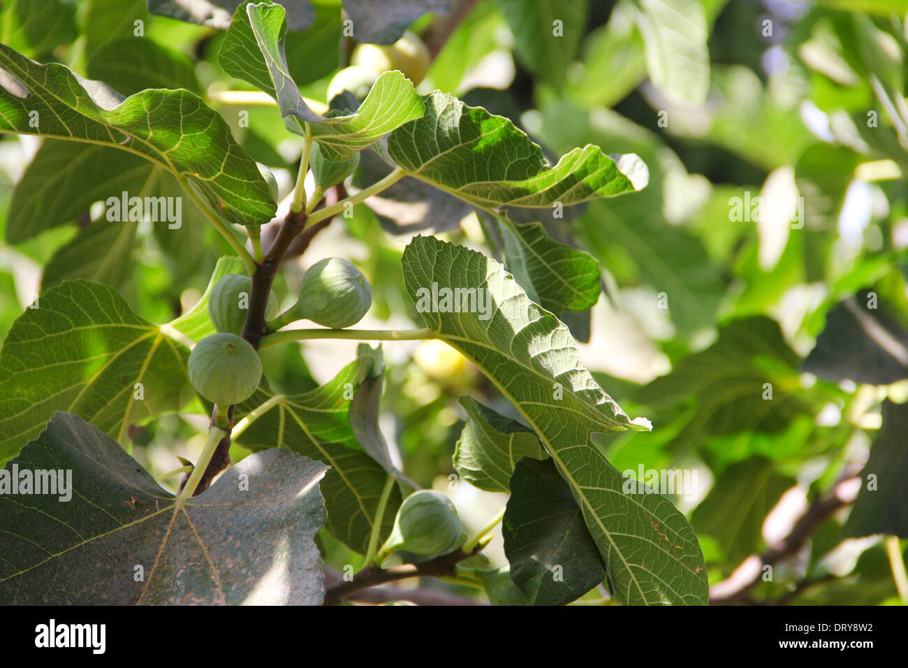 Green figs on the graden tree close up Stock Photo