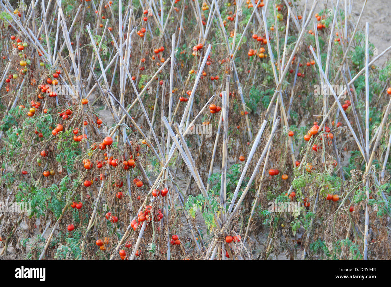Tomato plant branch in foreground hi-res stock photography and images ...