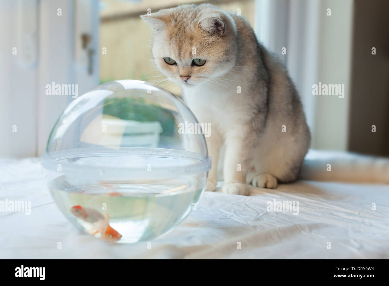 White cat mesmerized by goldfish in a fish tank Stock Photo