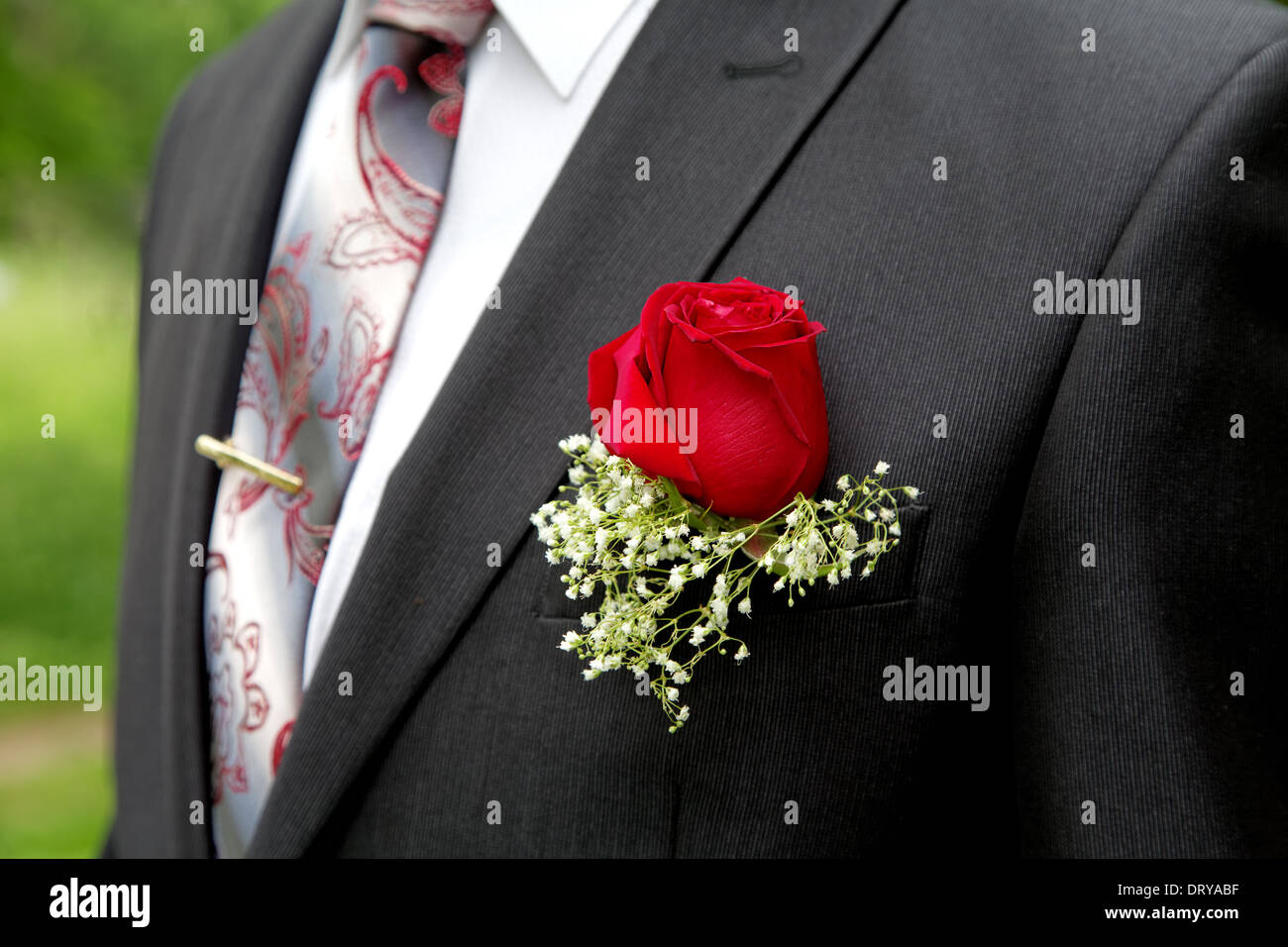 Rose in a buttonhole of the groom close up Stock Photo