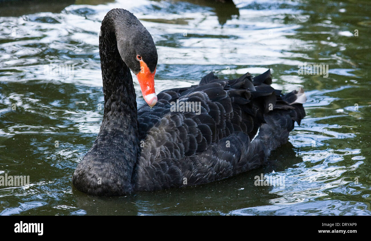 Black Swan with water dripping from beak. Stock Photo